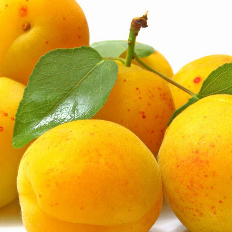 bebeko (bebeco) kayısı