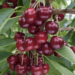 bigarreau gaucher kirazı