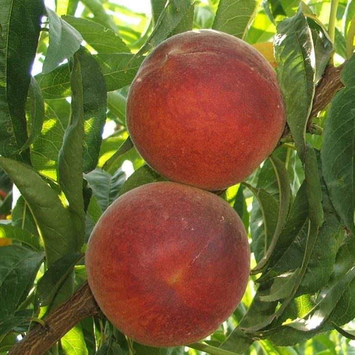 elegant lady şeftali