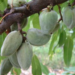 ferragnes badem çeşidi