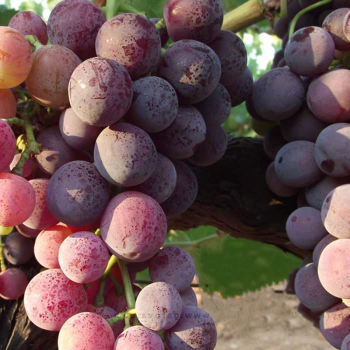 kardinal üzüm çeşidi