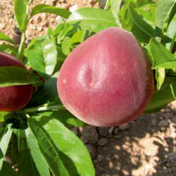 leonida şeftali çeşidi