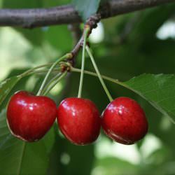 napolyon 0900 ziraat kirazı