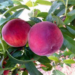 pamela şeftali çeşidi