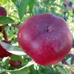 pasionata-nektarin-2