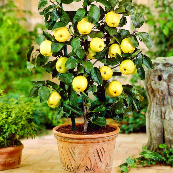 saksıda meyve fidanı