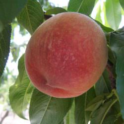 spring bella şeftali