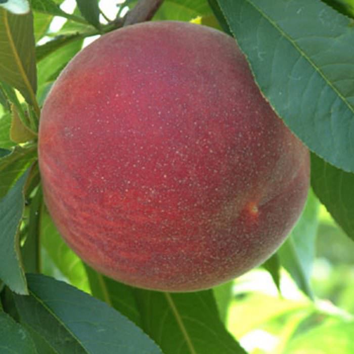 spring crest şeftali