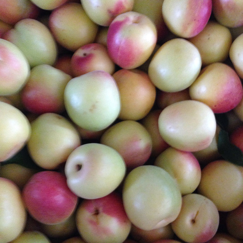 ziraat şekerpare kayısı