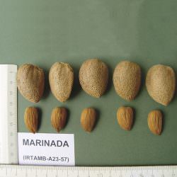 marinada badem