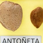 antoneta3
